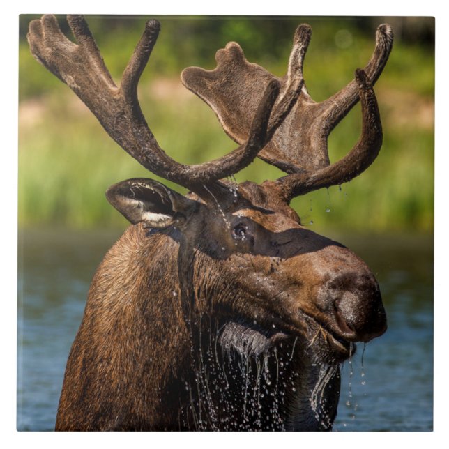 Azulejo Bull Moose | Glacier National Park Montana (Frente)