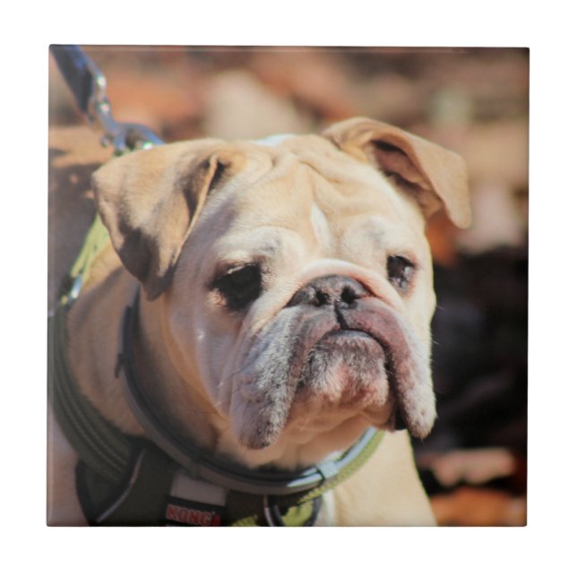 Azulejo Bulldog (Frente)