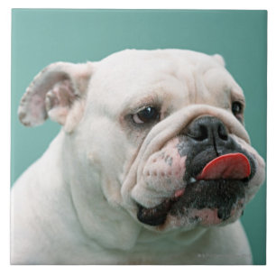 Azulejo Bulldog