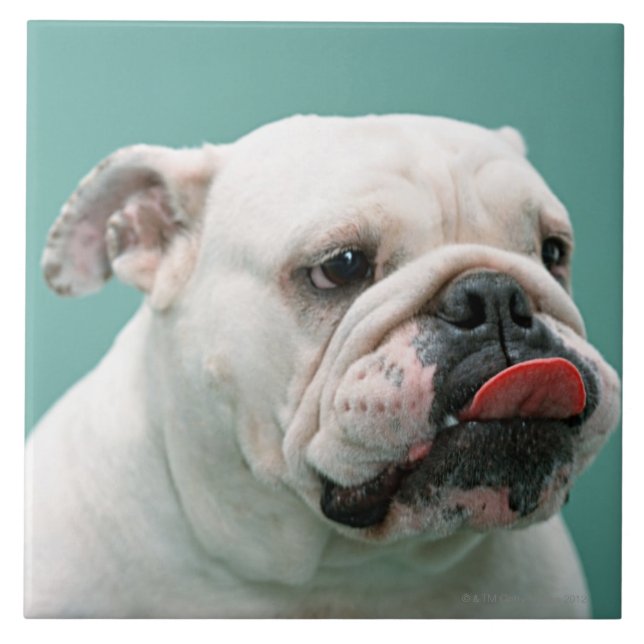 Azulejo Bulldog (Frente)