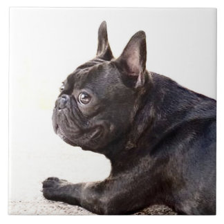 Azulejo Bulldog francés