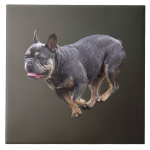 Azulejo Bulldog Francés Corriendo