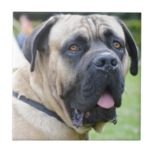 Azulejo Bullmastiff