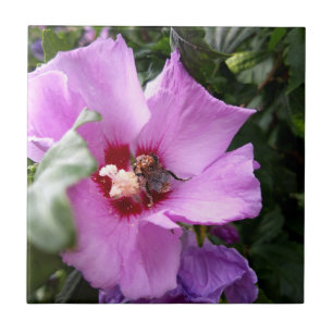 Azulejo Bumblebee en la flor de Hibiscus