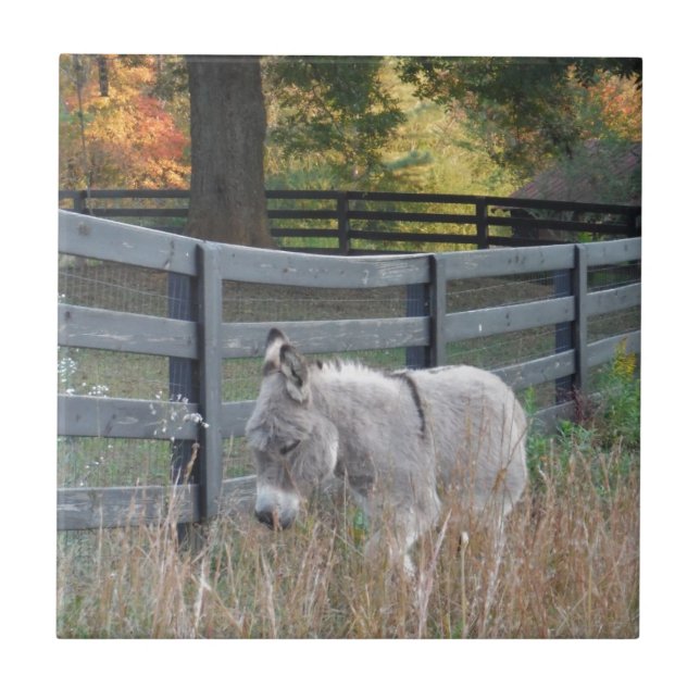 Azulejo Burro en un campo otoñal (Frente)