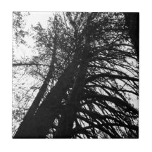 Buscar en los árboles