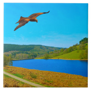 Azulejo Buzzard común en vuelo sobre el reservorio Ladybow