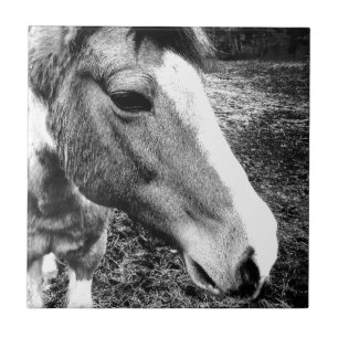 Azulejo Caballo