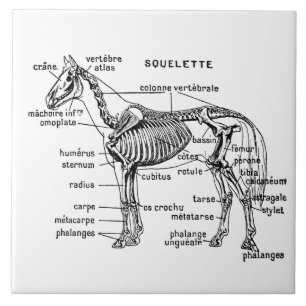 Azulejo Caballo