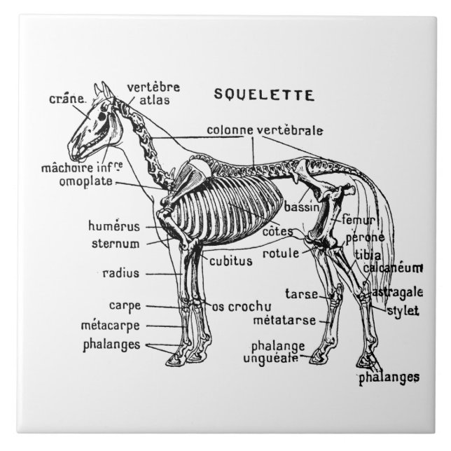 Azulejo Caballo (Frente)
