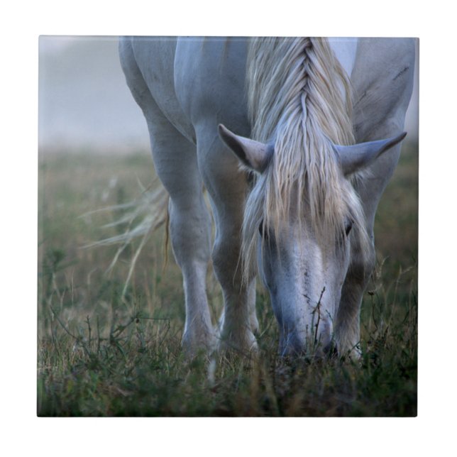 Azulejo Caballo blanco (Frente)