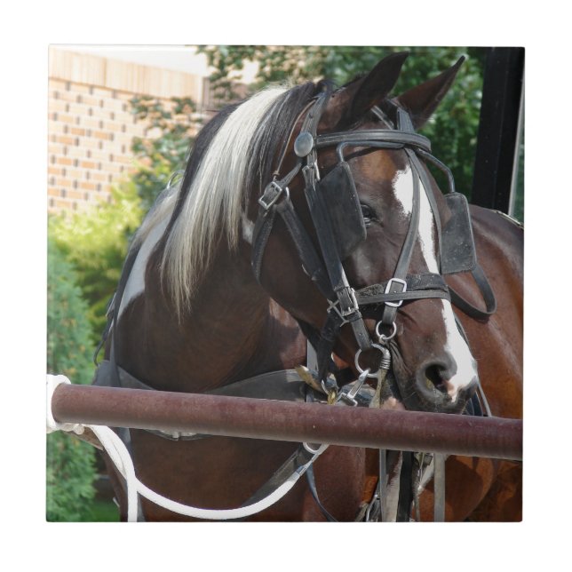 Azulejo Caballo Buggy Bay Pinto Amish (Frente)