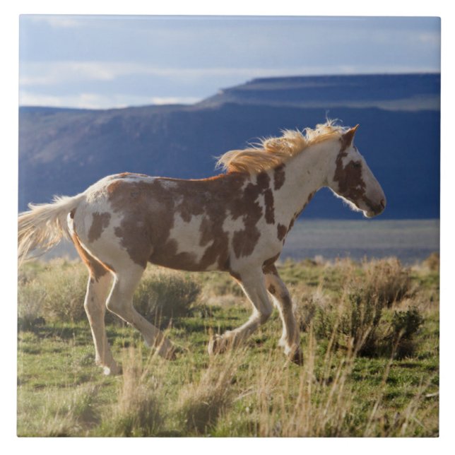 Azulejo Caballo corriendo, montañas Steens, Oregon (Frente)
