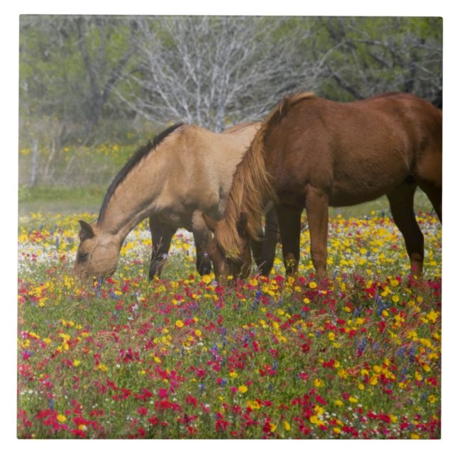 Azulejo Caballo Cuarto de Milla en campo de flores silvest (Frente)