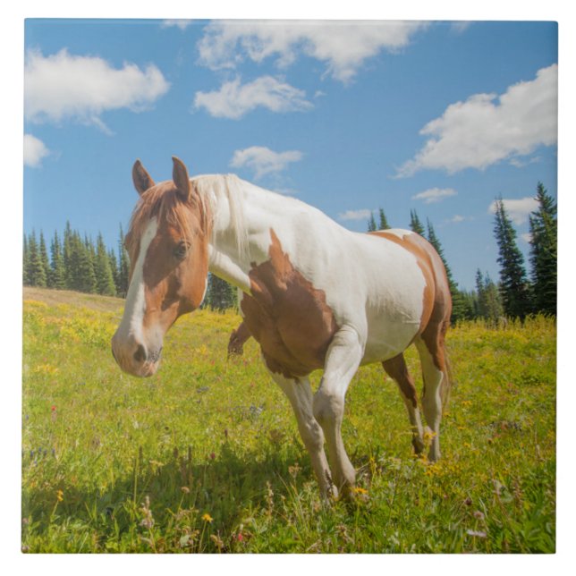 Azulejo Caballo curioso en un prado alpino en verano (Frente)