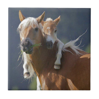 Azulejo Caballo de la madre y del bebé