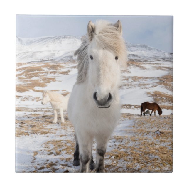 Azulejo Caballo islandés blanco, Islandia (Frente)