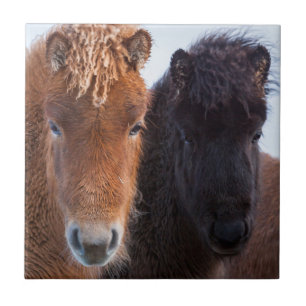 Azulejo Caballo islandés durante el invierno en Islandia