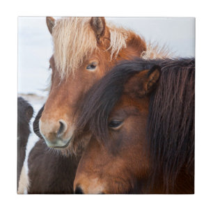 Azulejo Caballo islandés durante el invierno en Islandia