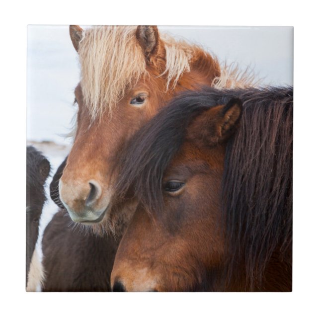 Azulejo Caballo islandés durante el invierno en Islandia (Frente)