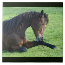 Caballo marrón bonito en la hierba