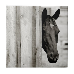 Azulejo Caballo negro curioso