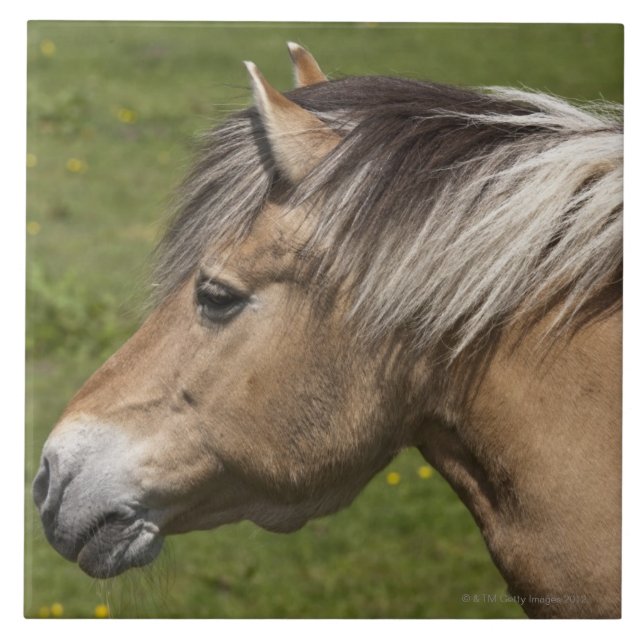 Azulejo Caballo noruego del fiordo (Frente)