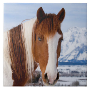 Azulejo Caballo Pinto Monte Moran en Invierno
