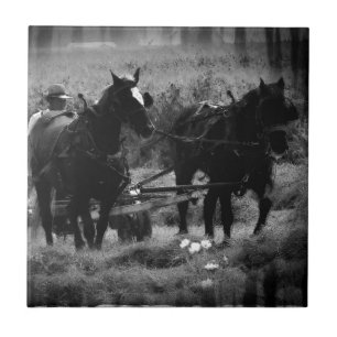 Azulejo Caballos Amish trabajando en el heno