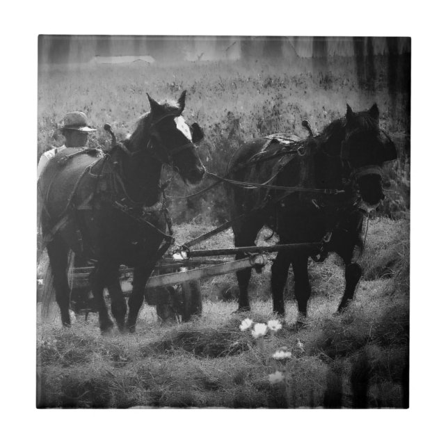 Azulejo Caballos Amish trabajando en el heno (Frente)