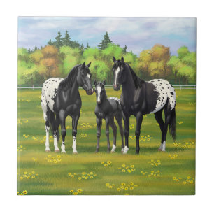 Azulejo Caballos Appaloosa Negros En Pastel De Verano