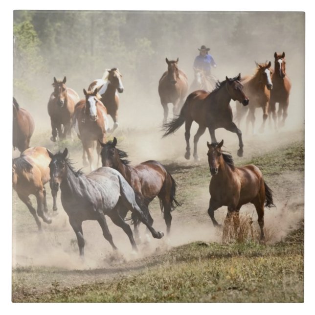 Azulejo Caballos corriendo durante el repaso, Montana (Frente)
