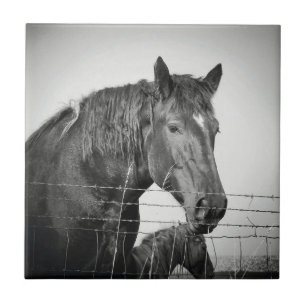 Azulejo Caballos detrás de la cerca en blanco y negro