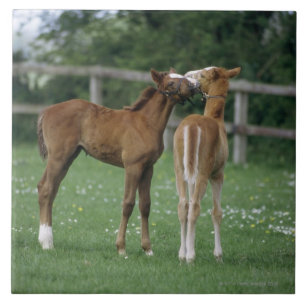 Azulejo Caballos - pura sangre, potros,