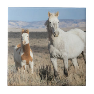 Azulejo Caballos Salvajes en Casa en la Cuenca de Sandwash