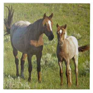 Azulejo Caballos Salvajes North Dakota