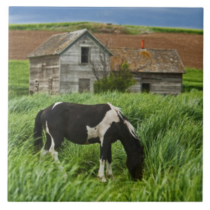 Azulejo Caballos viendo en un campo en el Palouse 2