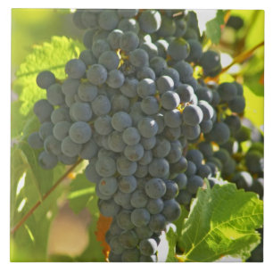 Azulejo Cabernet Sauvignon racimo de uva en el castillo