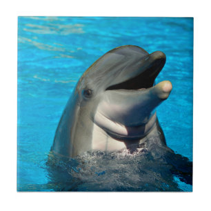 Azulejo Cabeza de delfín botellas