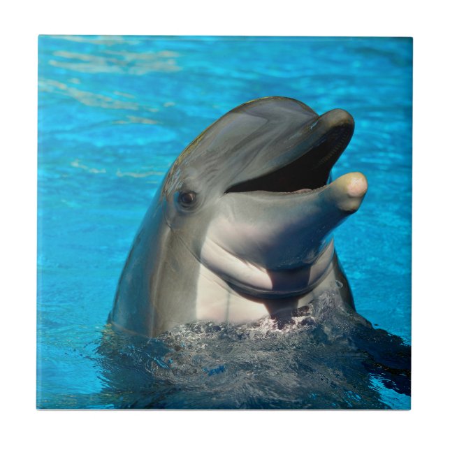 Azulejo Cabeza de delfín botellas (Frente)