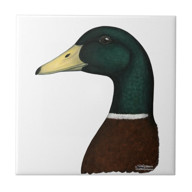 Azulejo Cabeza de Drake del pato silvestre (Frente)