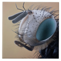 Cabeza de error de insecto de cierre