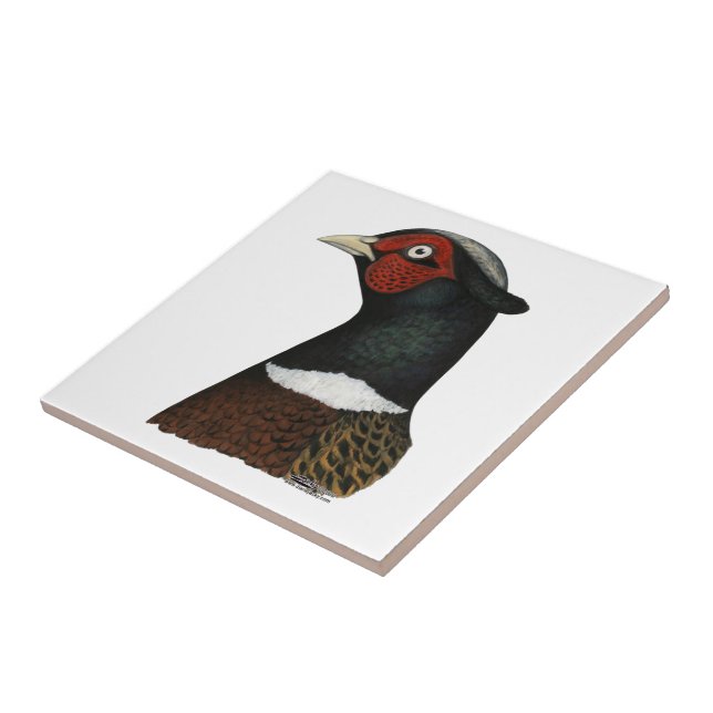 Azulejo Cabeza de Pheasant Ringneck (Lado)