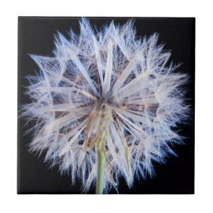 Azulejo Cabeza de semilla de diente de león (Taraxacum Off