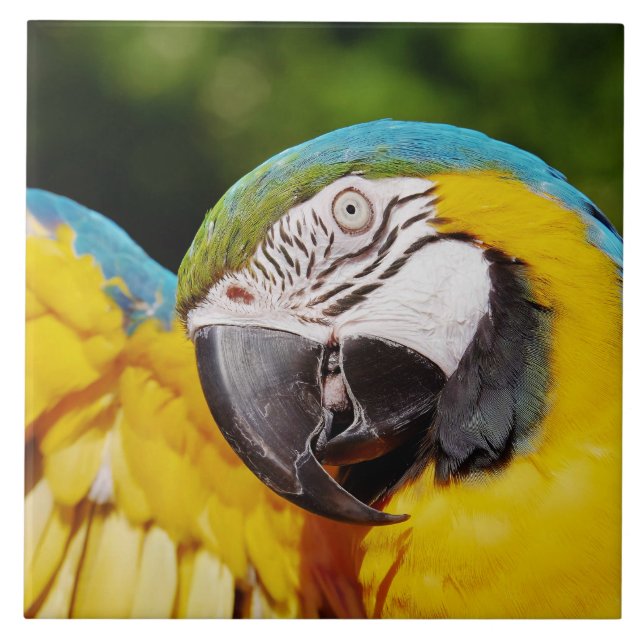 Azulejo Cabeza de un macao azul y amarillo (Frente)