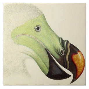 Azulejo Cabeza vintage de un Dodo