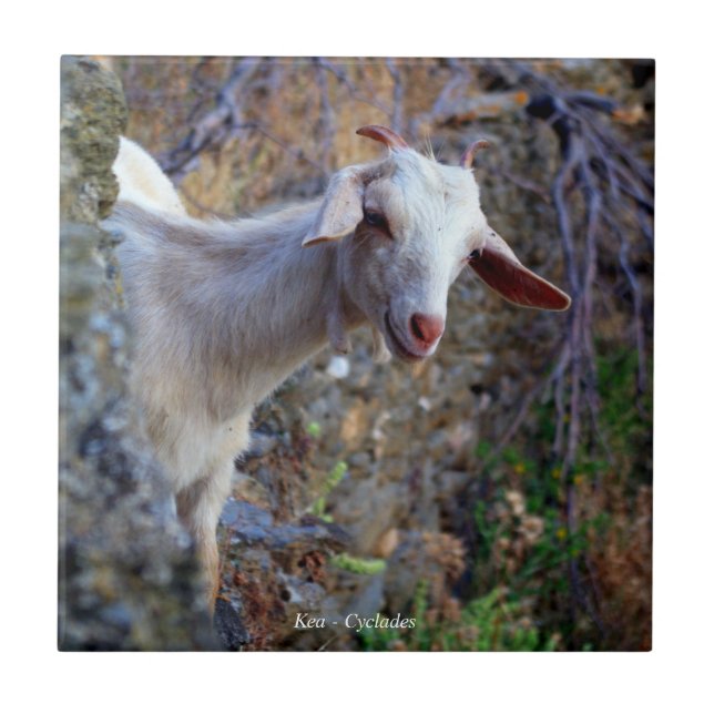 Azulejo Cabra sonriente (Frente)