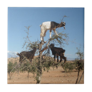Azulejo Cabras divertidas en un árbol