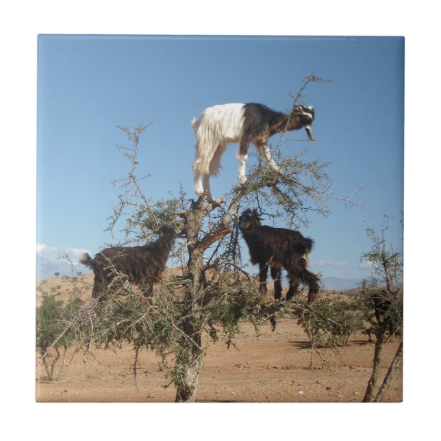 Azulejo Cabras divertidas en un árbol (Frente)