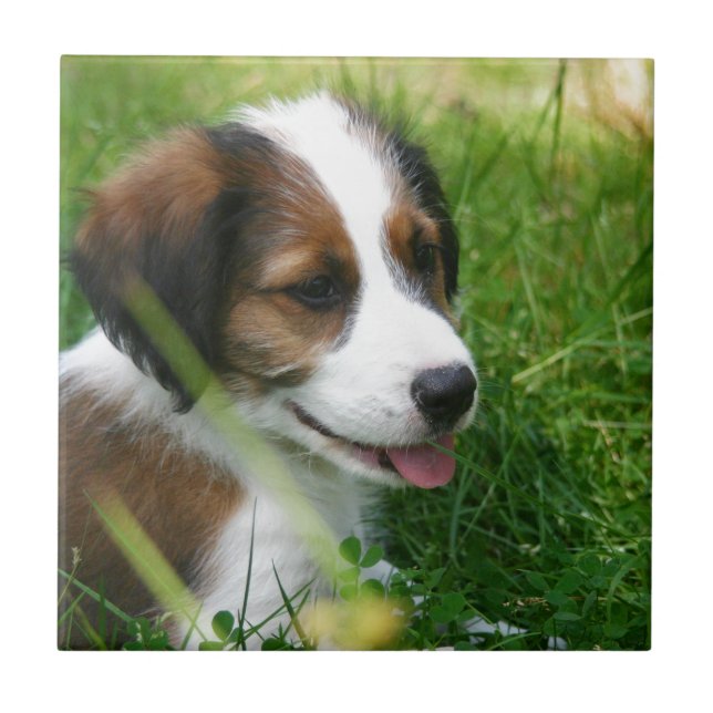 Azulejo Cachorro (Frente)